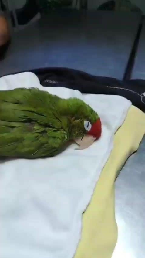 Aves: veterinario de animales exóticos en Ica
