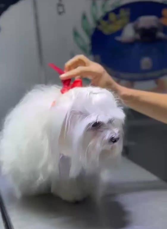 Vianca: baño y peluquería canina en Ica