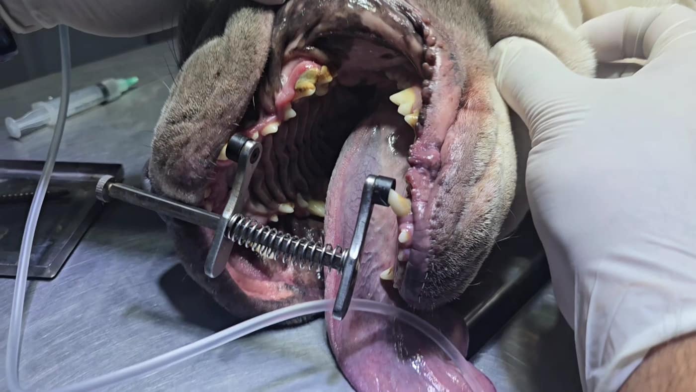 Odontología en la veterinaria PetCam, Ica
