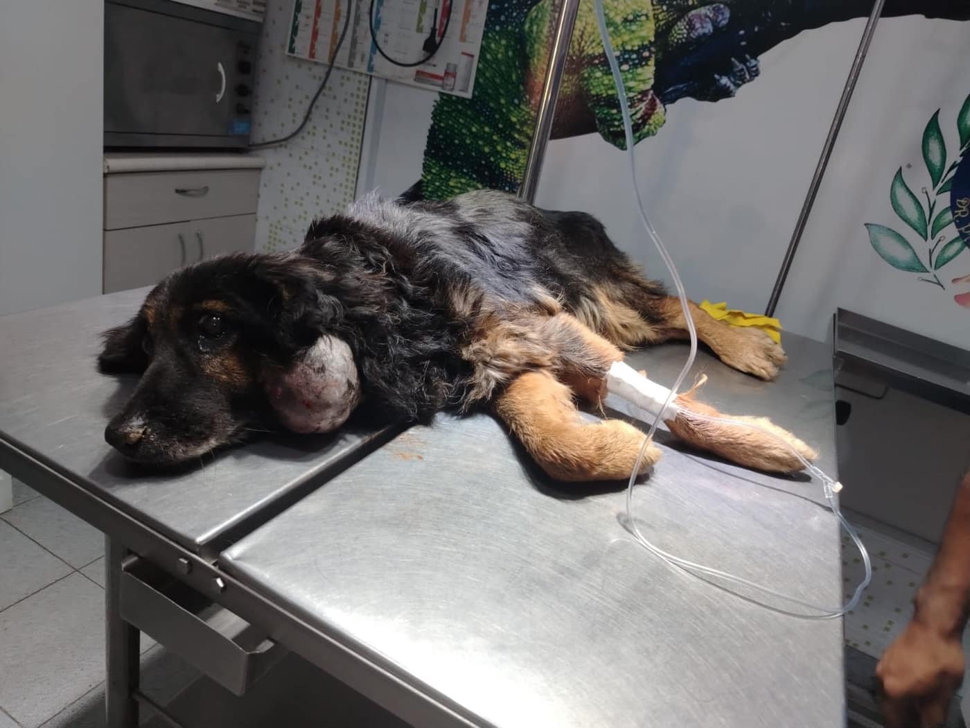 Cirugía y hospitalización en la veterinaria PetCam, Ica