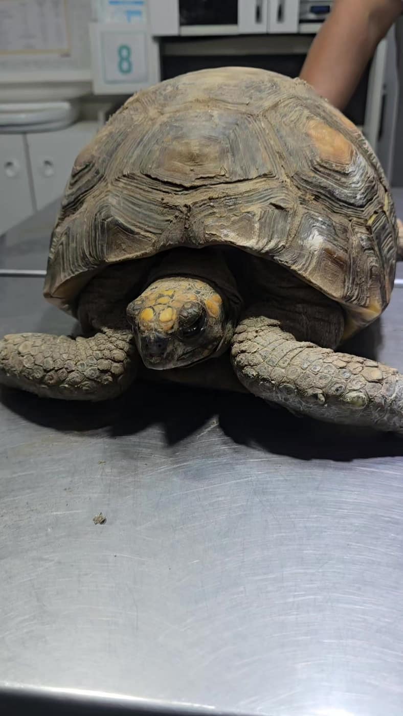 Tortuga atendida por el veterinario de animales exóticos en Ica
